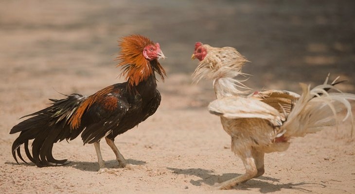 Sabung Ayam